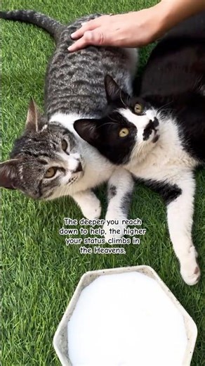 The language of mercy #Shorts #Kindness #Cat #FYP