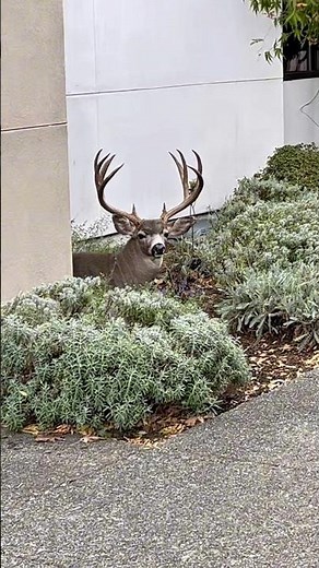 The Doorman Buck