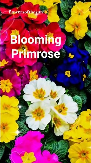 Flowering Primroses | Early Signs of Spring🧚‍♀️🌺 #flowers #garden