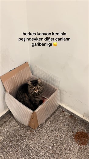#kedi #kanyonkedi #sokakhayvanları