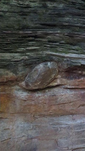 Geologic Layers at Watkins Glen State Park