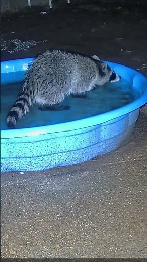 Raccoon Takes a Rainy Day Swim in the Kiddie Pool 🌧️🦝💦