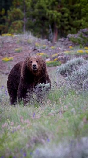 One of my favorite moments from this trip.. meet Big Red. In Yellowstone, he’s a bit of a legend. This massive grizzly boar is known for his incredible size and auburn coat. Seeing him in person was nothing short of amazing!! #Grizzlies #grizzly #yellowstone #bear #wildlife #yellowstonenationalpark #boar #bigbear #reelsfacebook #foryoupageシ #wildflowers | Colorado Wild Photography