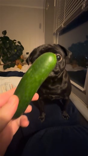 Bento the Pug on Instagram: "back to basics for our cucumber girl 🥒"