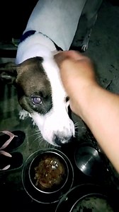 14K views · 836 reactions | Talentadong aspen / askal Asong Pinoy Paalala !!! Huwag basta basta hawakan ang aso Dalikado  Kinagat ako New year na Newyear huhuhu. #dogs #aspin #doglover #SamMotovlogtv | Sam Motovlogtv | Facebook