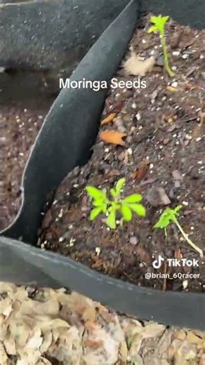 Growing Moringa #moringa #moringaoleifera #moringaseeds #garden #moringawithbarry