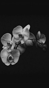 If you love creating portraits and would like to learn to draw just like this, with me as your guide, check out ‘online courses’ in my bio to find out more! This drawing is actually a course I offer as part of my programme - so you can draw this exact orchid with me! • Follow @eteportraits for more • #howtodraw #learndrawing #learntodraw #drawing #art #draw #artist #education #hyperrealism #hyperreal #hyperrealistic #photoreal #photorealism #realism #learnrealism #realisticart #realisticdrawing 