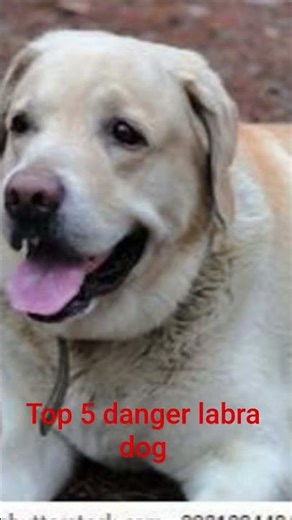 top 5danger labra dogs