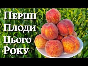 Early peach varieties. Peach season is open.