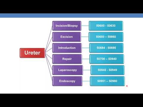2023 CPT CODING GUIDELINES FOR SURGERY URINARY SYSTEM PART 2 URETER