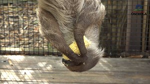 Learn about Wild Florida's amazing Sloths during an animal encounter at Wild Florida. To learn more about Wild Florida, visit WildFL.com #AnimalEncounters #Face2Face #Sloths #WildFlorida | Positively Osceola | Facebook