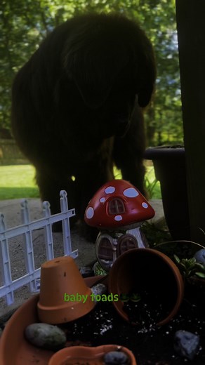 When Lou was doing his morning check of Toadville today, he spotted 2 baby toads! Here’s a few clips of him keeping an eye on his friends 🐸 | My Brown Newfies