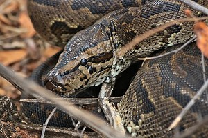A Burmese python in Florida broke a record by regurgitating a deer larger than itself