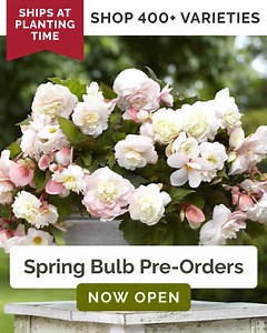 Spring fever got ahold of you?🌷 Pre-order your spring bulbs now and be ready to plant the moment warmer weather arrives. 🌷 Easy To Grow & Maintain 💐 Hundreds of Colors & Varieties 🪴 Long, Colorful Bloom Season Secure your favorites today! | Eden Brothers