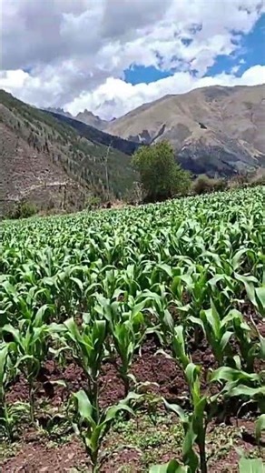 21 de noviembre de 2025