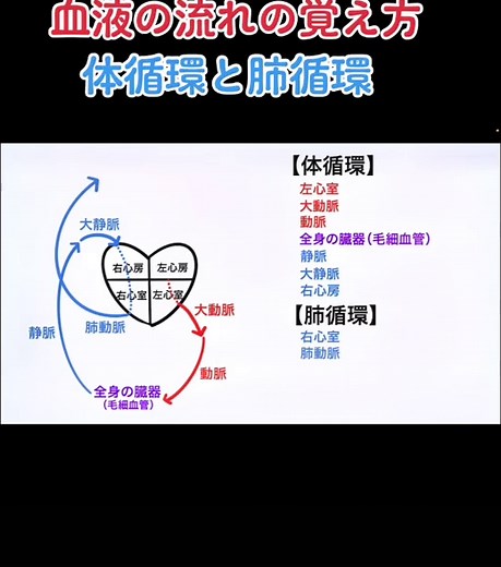 血液の流れの覚え方と循環系の説明