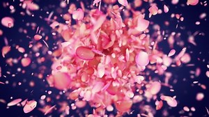 Pink Rose Petals Exploding 4k Stock Footage Video (100% Royalty-free) 1051722967 | Shutterstock