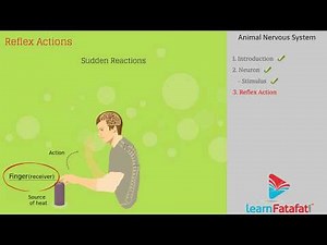 Control and Coordination Class 10 Science Chapter 7 - Animal Nervous System