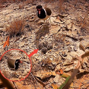 Red-wattled lapwing Bird Protect the eggs in the nest | Review Bird Nest
