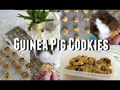 DIY Guinea Pig Treats - Cookies |♡Imy'sAnimals♡