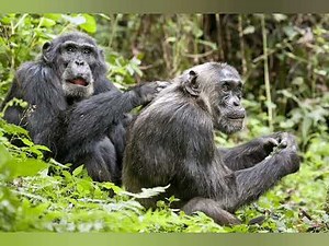 Sounds of chimpanzee monkeys