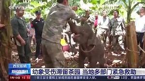 Injured baby elephant rescued in southwest China