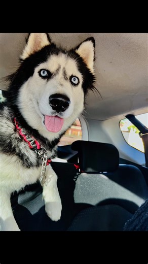 Traveling with Your Husky: Adventures Await!
