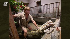 16M views · 10K reactions | To save this croc from its restricting enclosure, Steve must hop in and risk his life for its well-being... | Animal Planet | Facebook
