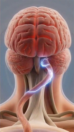 How Your Inner Ear Controls Balance 👂⚖️🧠 | The Hidden System That Keeps You Upright