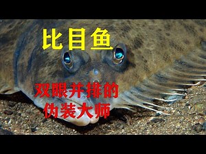比目鱼：流浪的眼睛&扭曲的鱼形世界 2（Pleuronectoidei ）