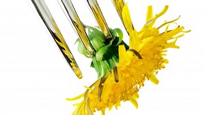 Maskrosrecept – bekämpa inte maskrosorna, bättre att äta dem!