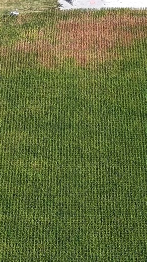 the @bootsfarmspumpkins x @dekalbasgrow maze 🌱🪽 This weekend is the maze’s last for the season. The maze at 4255 County Road 2730 near Moberly MO will be open Friday, Saturday and Sunday 🌽🌽 #agritourism #dekalb #asgrow #farmart #farmartist #farmbusiness #cropmagic #fieldart #fieldtrip #farmmachinery #skidsteer #farmtech #missouri #missourifarm #missourilife #kclocal #kcartist #kcbusiness #cornmaze #cropcircles #cropart #machinemagic | Precision Mazes