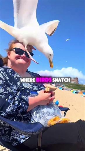 Why Birds Always Steal From Humans