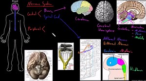 Structure of the nervous system