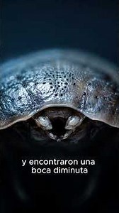 Todos Pensaban Que Era un Cazador. Estaban Equivocados.