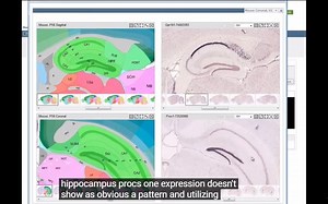 Tutorial: Allen Mouse Brain Atlas