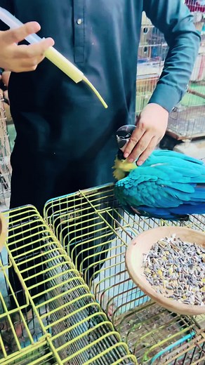 #asmat #khan #birds #❤️❤️❤️❤️❤️❤️ #karachi