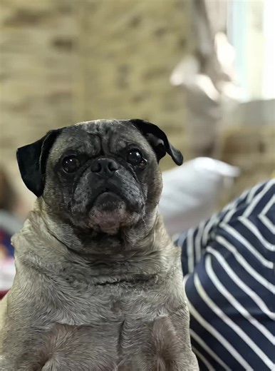 Videos de paapimorgan (@paapimorgan) con “Bandidaje y Malandreo - El Bogueto”