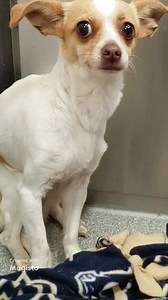 Update, rescued 8/31/24. Tiny girl is so frightened at the shelter. Being defensive in her kennel has landed her as HIGH ALERT and she is RESCUE ONLY. Nana needs to decompress in a quiet, home environment. She can leave today if a rescue will come get her. A1881566 Nana Comments: Monitoring Behavior Status: RESQ-BHV Intake Type: STRAY Kennel: 314A Sex: Unaltered Female Age: 1Y Weight: 6.00 Lbs Breed: Chihuahua Sh Mix Color: Tan/wht Intake Date: 08/11/2024 Review Date: 08/25/2024 Jurisdiction: FO