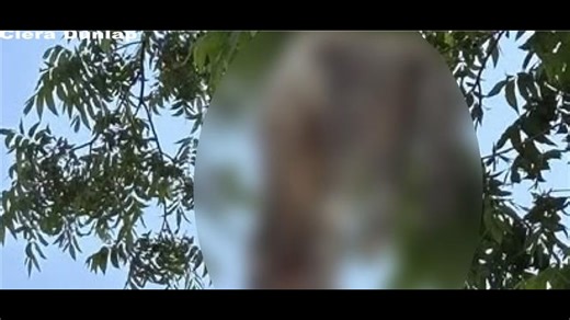'Never seen anything this horrific' |  Two cats found hanging from power lines near Baylor University spark community outrage