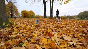 Playing fetch game with dog at autumn park, man toss toy toward camera, slow motion shot. Doggy rush and catch ring by jaws. Fallen leaves lie around under trees