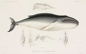 Can animals be usefully described as clockwork machines? | Aeon Essays