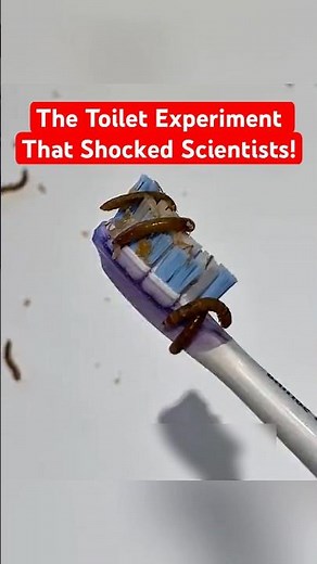 What Happens Every Time You Flush Your Toilet!