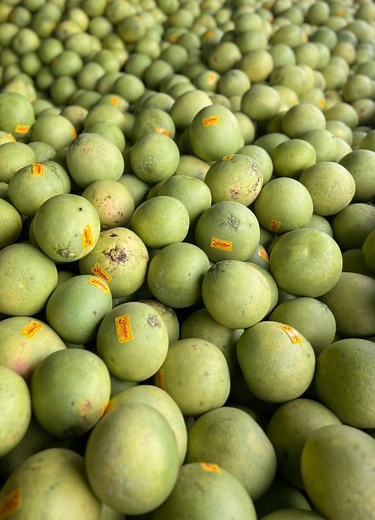 39K views · 637 reactions | The most famous pomelo farm in the Philippines! Fruiting all year round! Full episode on Agribusiness How It Works YouTube channel. | Agribusiness | Facebook