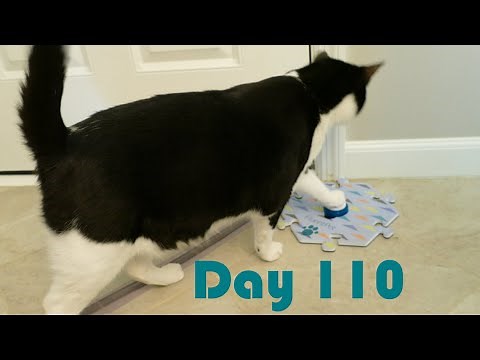 *Day 110 | Stick with It! | Teaching Our Cats to Talk