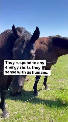 Get Certified With The Equine Connection - The Academy of Equine Assisted Learning