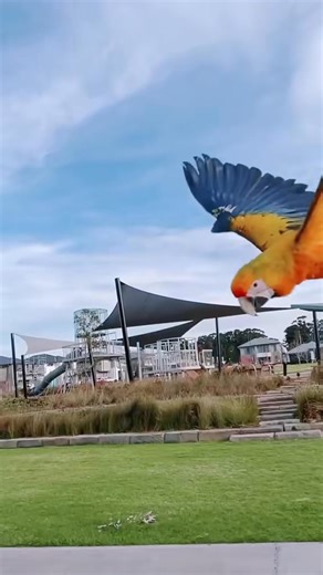 110K views · 3.4K reactions | Fury, a stunning yellow dominant Camelot macaw, bred by us at Macaws Australia and free flight trained by Master Free flight trainer Dino Khoury from Dynamic Flyers . | Macaws Australia | Facebook