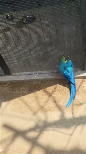 Macaw, Sun Conure & African Grey 🦜 Pure intelligence & beauty 🔥 #shorts #parrot #macaw