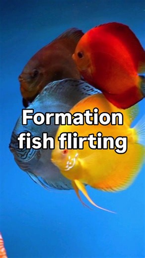 Discus.switch discus fish aquarium on Instagram: "Formation discus fish flirting, blue is male, yellow is male, red melon is female, red cover is female. Discus fish mating confusion. #discus #aquariumhobby"