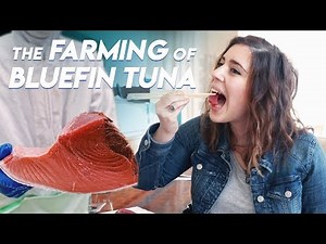 The Farming of Bluefin Tuna | Foodbeast Doc